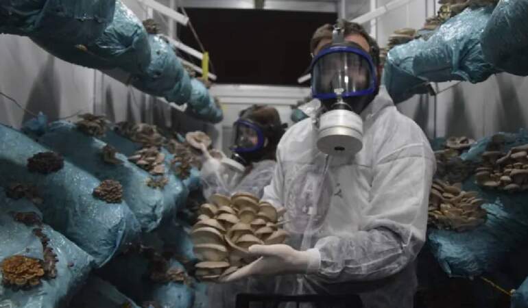 Hobisini profesyonel yetiştiriciliğe taşıdı: Günlük hasadı 1000 kilogramı buluyor