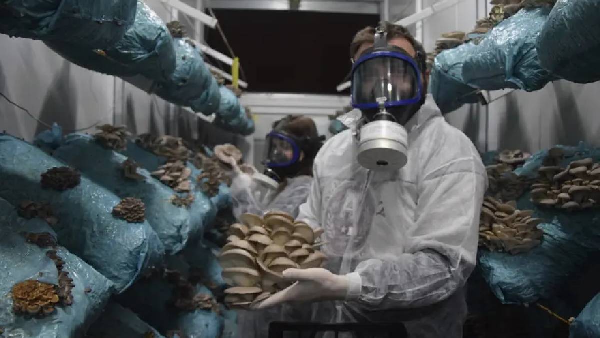 Hobisini profesyonel yetiştiriciliğe taşıdı: Günlük hasadı 1000 kilogramı buluyor