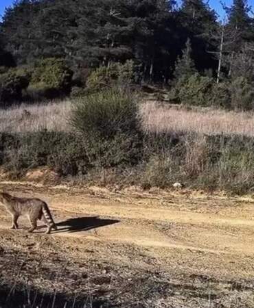 Gecenin hayaleti, gündüz yakalandı! Tekirdağ’da kameralara takıldı