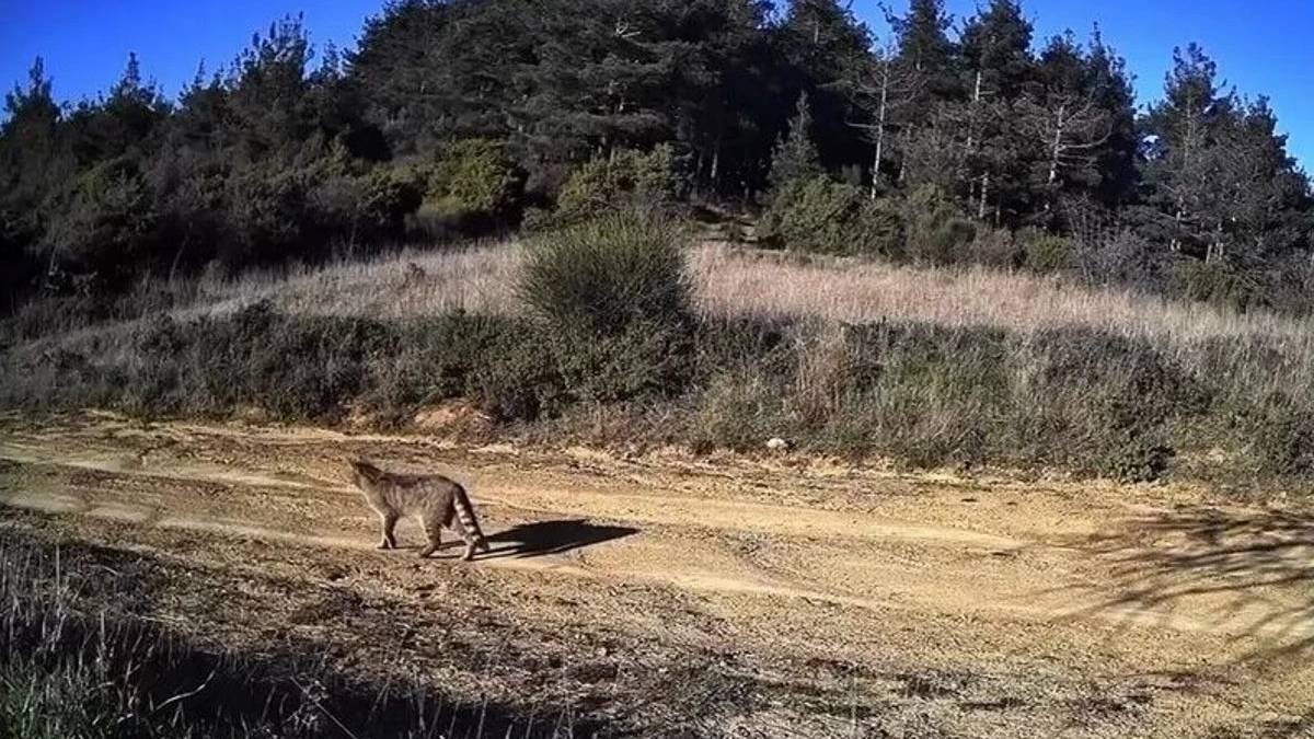 Gecenin hayaleti, gündüz yakalandı! Tekirdağ’da kameralara takıldı