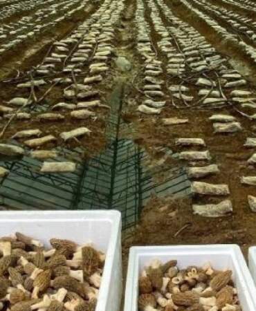 Talebi fazla ürünü seraya taşıdı: Deneme üretiminde 900 kg ürün aldı