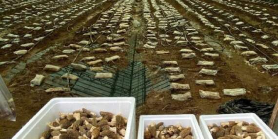 Talebi fazla ürünü seraya taşıdı: Deneme üretiminde 900 kg ürün aldı