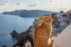 Kedi sevenler bu fırsat kaçmaz: Masmavi Siros Adası’nda ücretsiz konaklama fırsatı