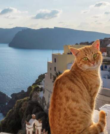 Kedi sevenler bu fırsat kaçmaz: Masmavi Siros Adası’nda ücretsiz konaklama fırsatı