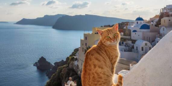Kedi sevenler bu fırsat kaçmaz: Masmavi Siros Adası’nda ücretsiz konaklama fırsatı
