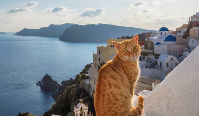 Kedi sevenler bu fırsat kaçmaz: Masmavi Siros Adası’nda ücretsiz konaklama fırsatı