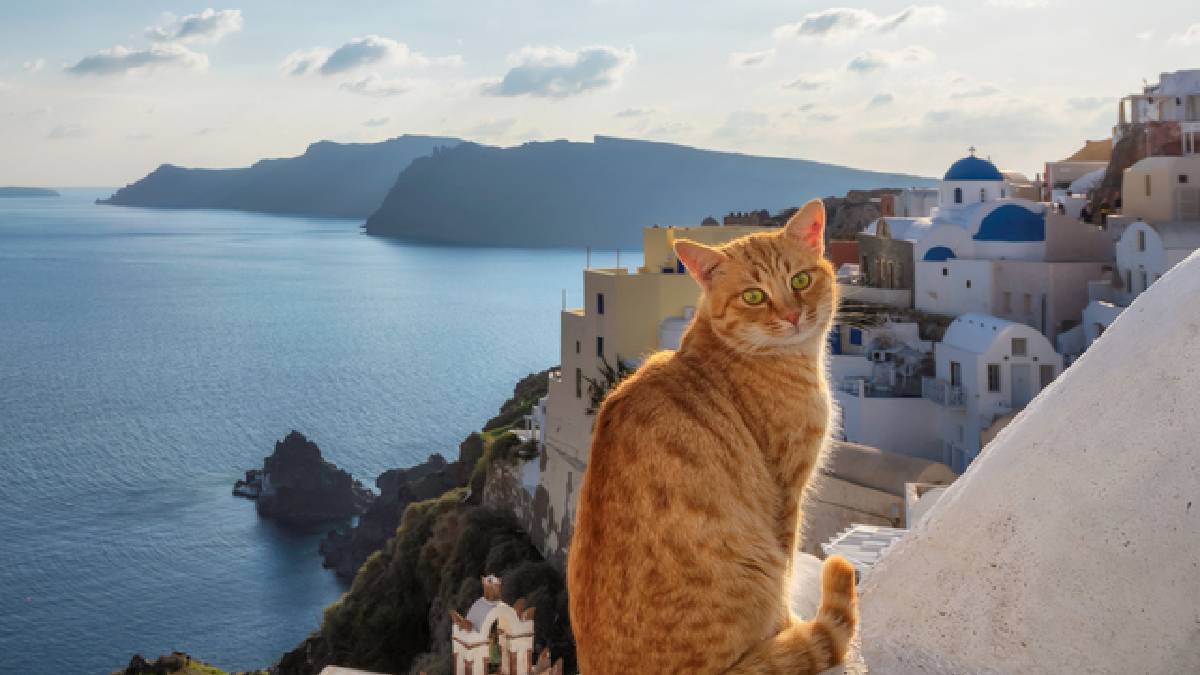 Kedi sevenler bu fırsat kaçmaz: Masmavi Siros Adası’nda ücretsiz konaklama fırsatı