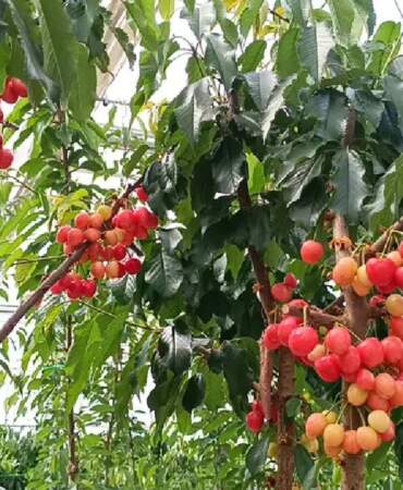 Jeotermal serada ilk kiraz hasadı yapıldı: Olumlu sonuç mahsulleri iç piyasada satılacak