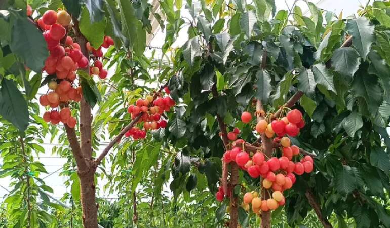 Jeotermal serada ilk kiraz hasadı yapıldı: Olumlu sonuç mahsulleri iç piyasada satılacak