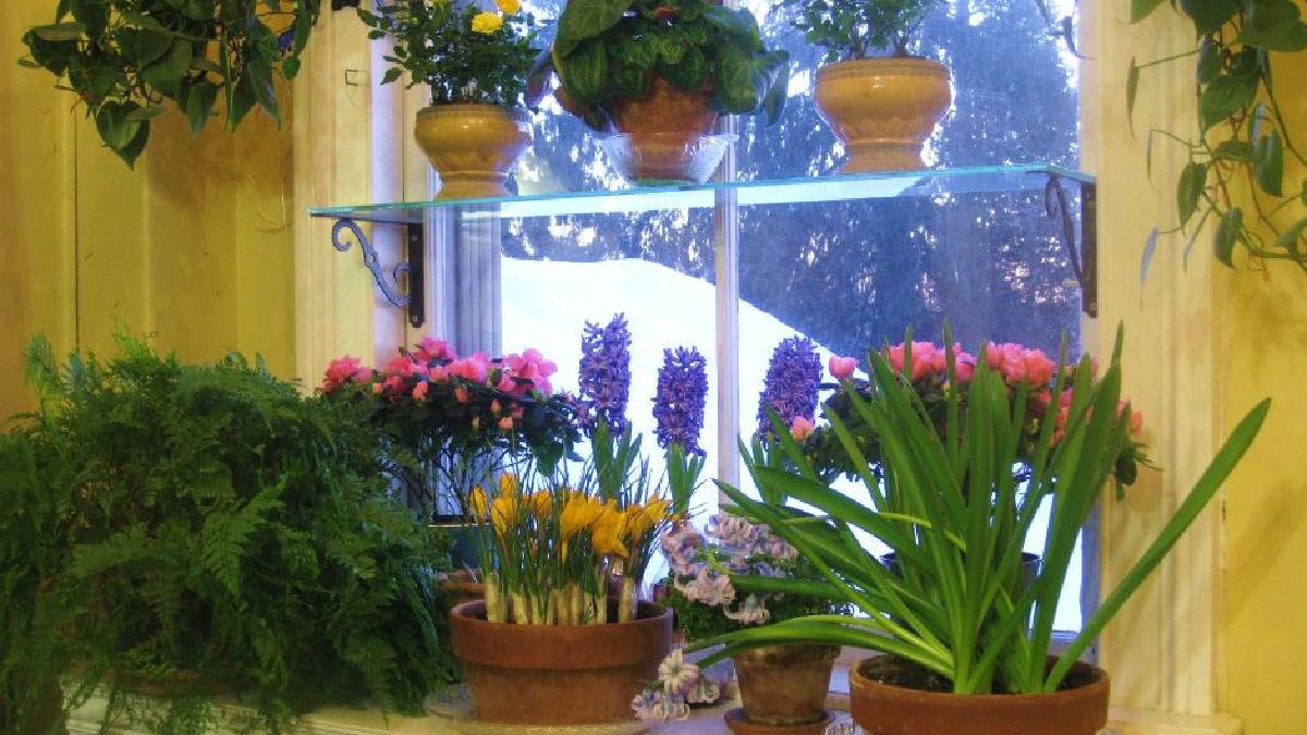 Birçok evde bulunuyor zararı gözden kaçırılıyor! Solan çiçeklerinizin nedeni olabilir…