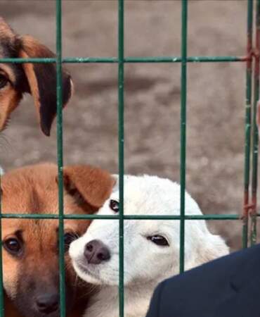 İstanbul Valisi Gül’den belediyelere  ‘sokak köpekleri’ talimatı: “Mayıs sonuna kadar toplayın yoksa savcılığa veririm”