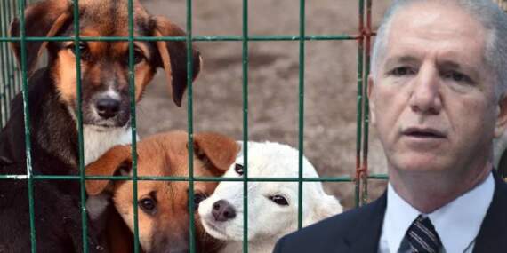 İstanbul Valisi Gül’den belediyelere  ‘sokak köpekleri’ talimatı: “Mayıs sonuna kadar toplayın yoksa savcılığa veririm”