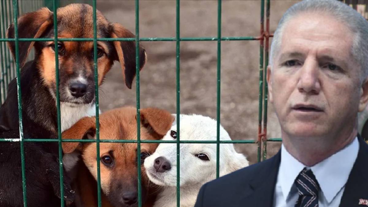 İstanbul Valisi Gül’den belediyelere  ‘sokak köpekleri’ talimatı: “Mayıs sonuna kadar toplayın yoksa savcılığa veririm”