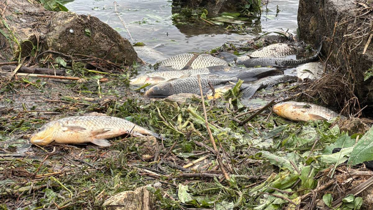 Büyükçekmece Gölü’nde balık ölümleri: Su çekildi, balıklar kıyıda kaldı