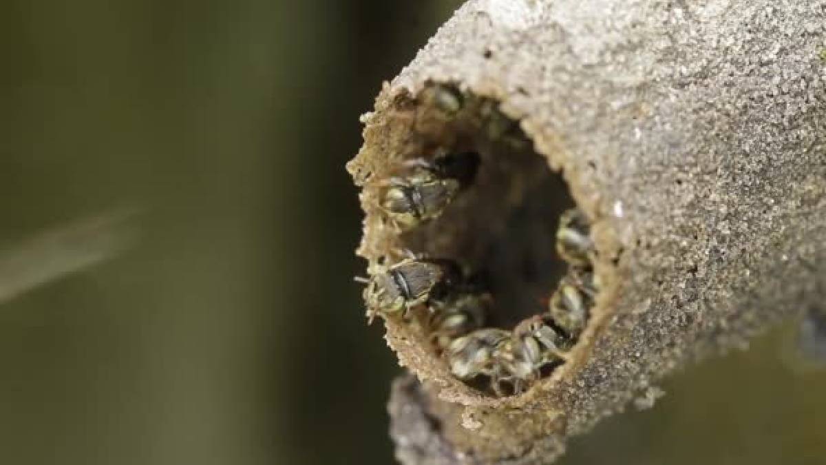 Şırıngayla toplanan şifa kaynağı: Dünyanın en nadir balı “Melipona”