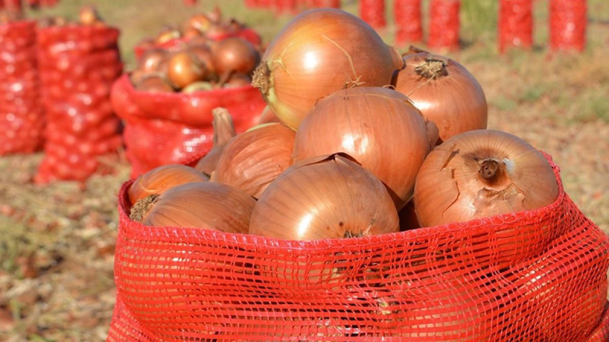 Soğanda acı tablo: Yerli çiftçi zararına satıyor, ithal soğanın kilosu 95 TL’ye geliyor