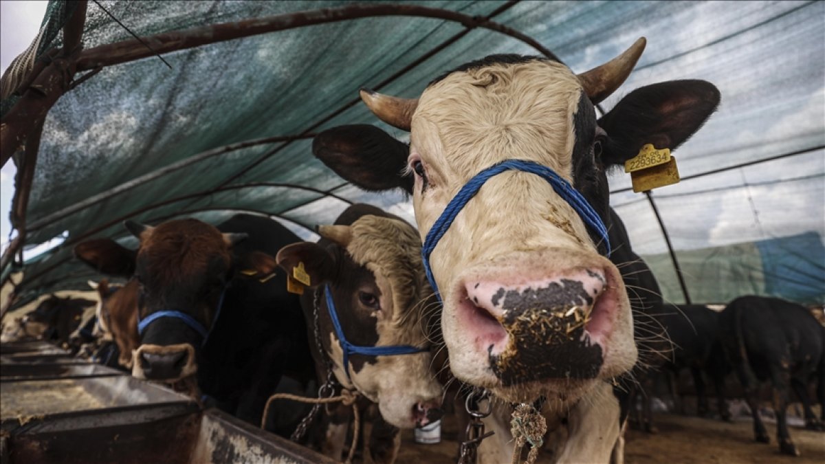 2026 Kurban Bayramı tatili 9 gün olacak mı? Kurban Bayramı’nın 1. günü ne zaman?