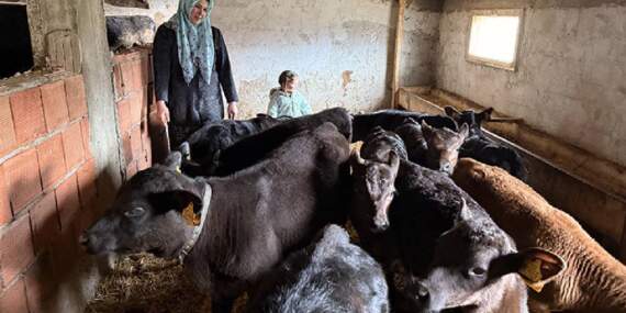 30 yaşında devlet desteğiyle sürü sahibi oldu: 15 düveden 15 buzağısı oldu