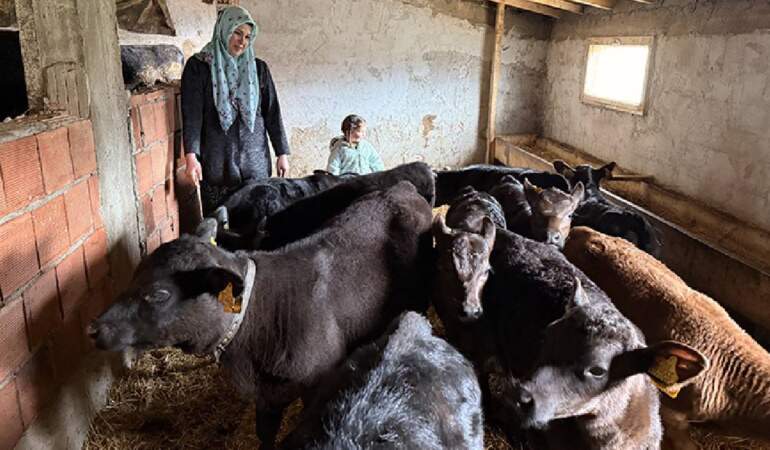30 yaşında devlet desteğiyle sürü sahibi oldu: 15 düveden 15 buzağısı oldu