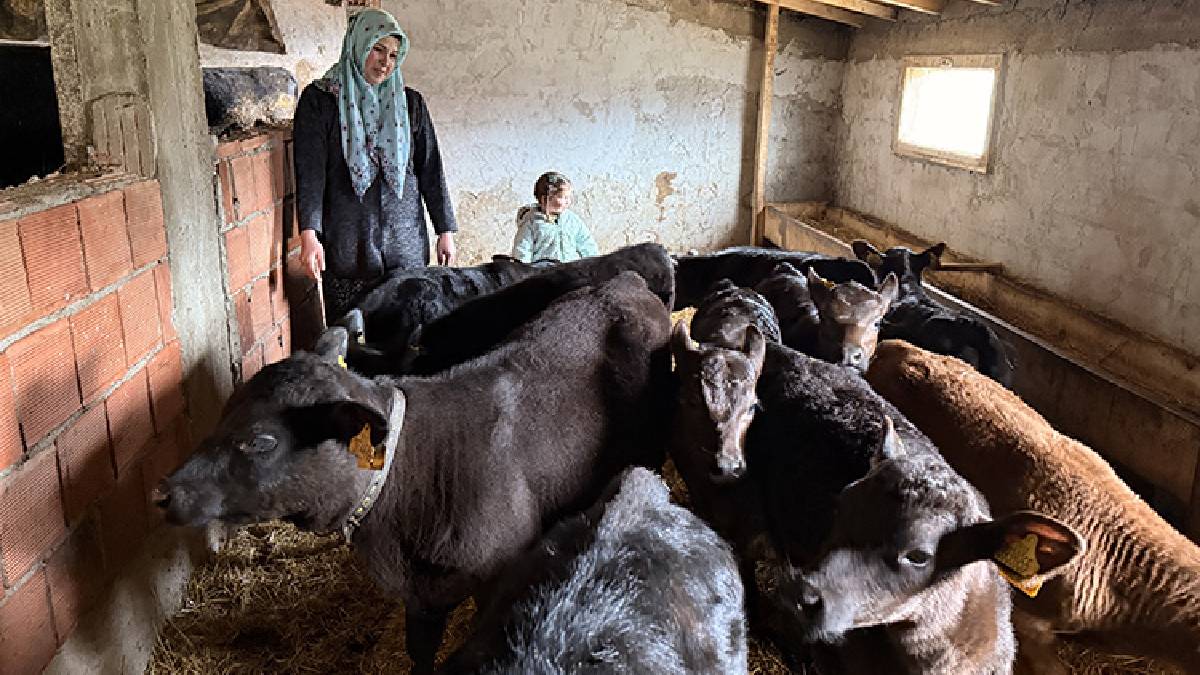 30 yaşında devlet desteğiyle sürü sahibi oldu: 15 düveden 15 buzağısı oldu