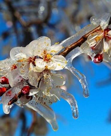 Çiftçiye “zirai don” alarmı: Meteoroloji’den kritik cumartesi uyarısı