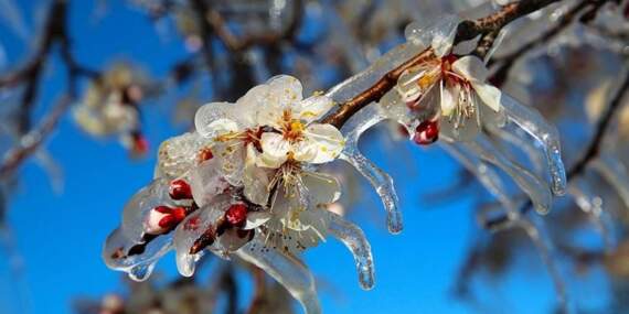Çiftçiye “zirai don” alarmı: Meteoroloji’den kritik cumartesi uyarısı