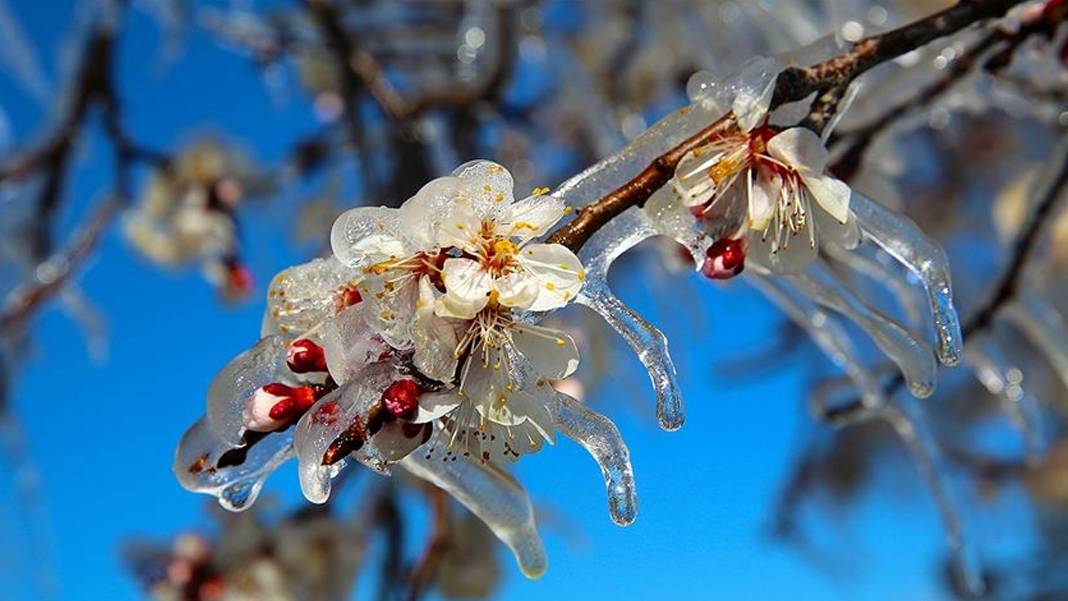 Çiftçiye “zirai don” alarmı: Meteoroloji’den kritik cumartesi uyarısı