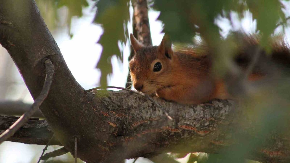 Piknikçilerin maskotu oldu! İkramları geri çevirmedi herkesin yüzünü güldürdü