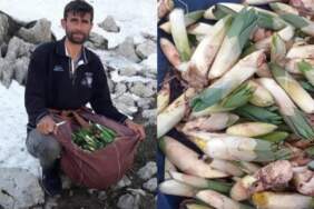 Yüksek kayalıklardan sofralara uzanıyor: Kilosu 300 TL’ye satılıyor