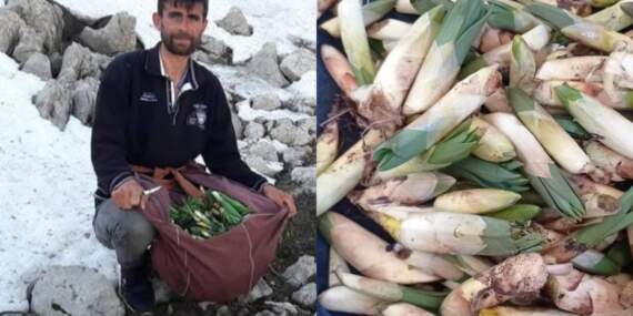 Yüksek kayalıklardan sofralara uzanıyor: Kilosu 300 TL’ye satılıyor