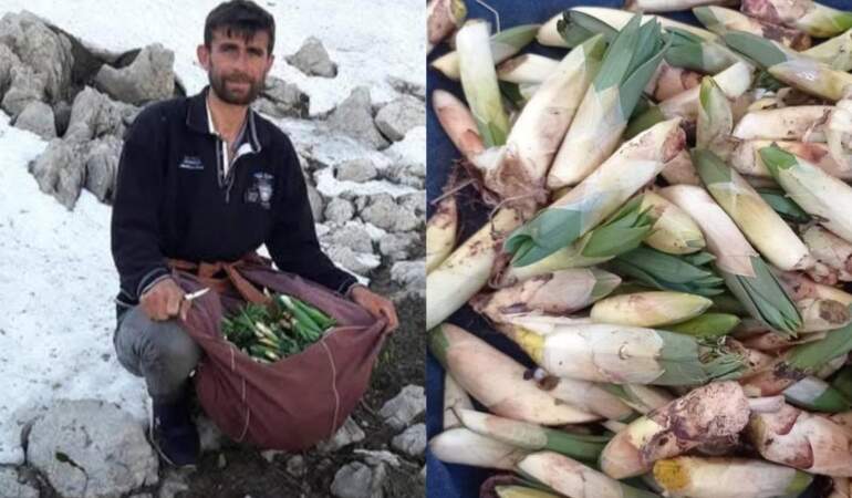 Yüksek kayalıklardan sofralara uzanıyor: Kilosu 300 TL’ye satılıyor