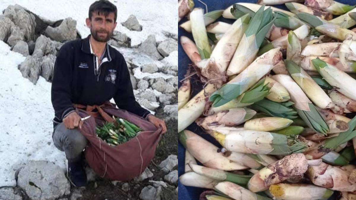 Yüksek kayalıklardan sofralara uzanıyor: Kilosu 300 TL’ye satılıyor