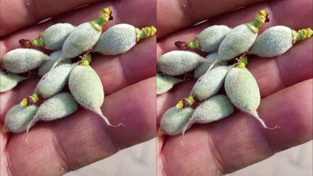 Yılın ilk çağla hasadı başladı: Kilosu 160 TL’den tezgahta