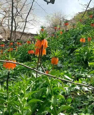 Bu çiçeğe dokunmanın bedeli ağır: Cezası 700 bin liraya kadar çıkıyor