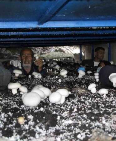 2.000 yıllık mağarayı üretim tesisi yaptı: Her ay 3 ton ürün elde ediyor