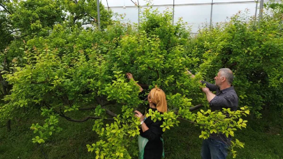 Hatay’daki üretimin ürünleri sınırları aşıyor: Kilosu 500 TL’den tüm dünya yiyor