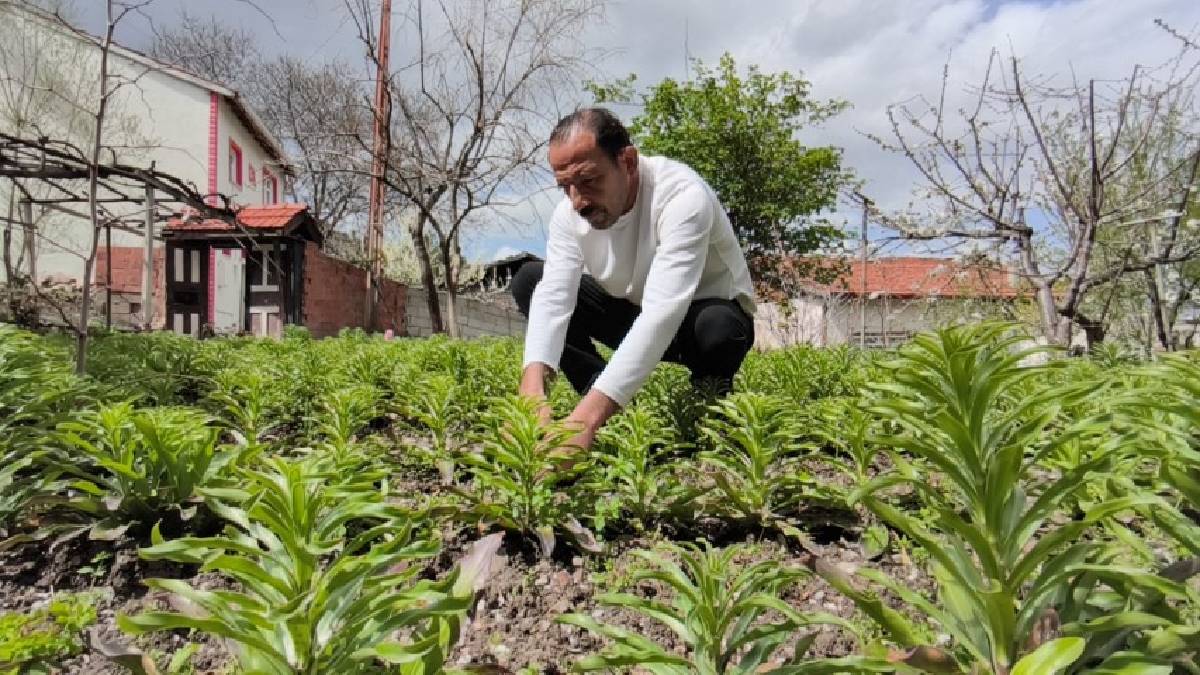 Ailecek baba mirasını yaşatıyorlar: Sayısını 200 binden 450 bine çıkardılar