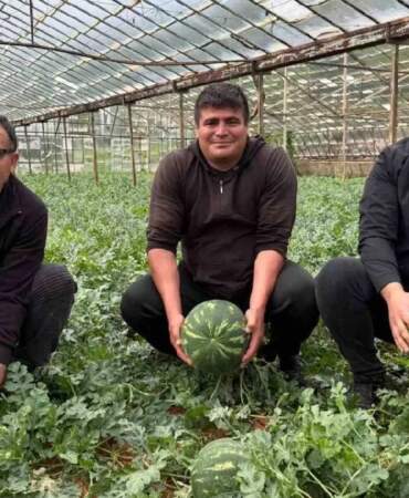 1.5 dönümden 9 ton ürün bekleniyor: Karpuz hasadı için heyecan başladı