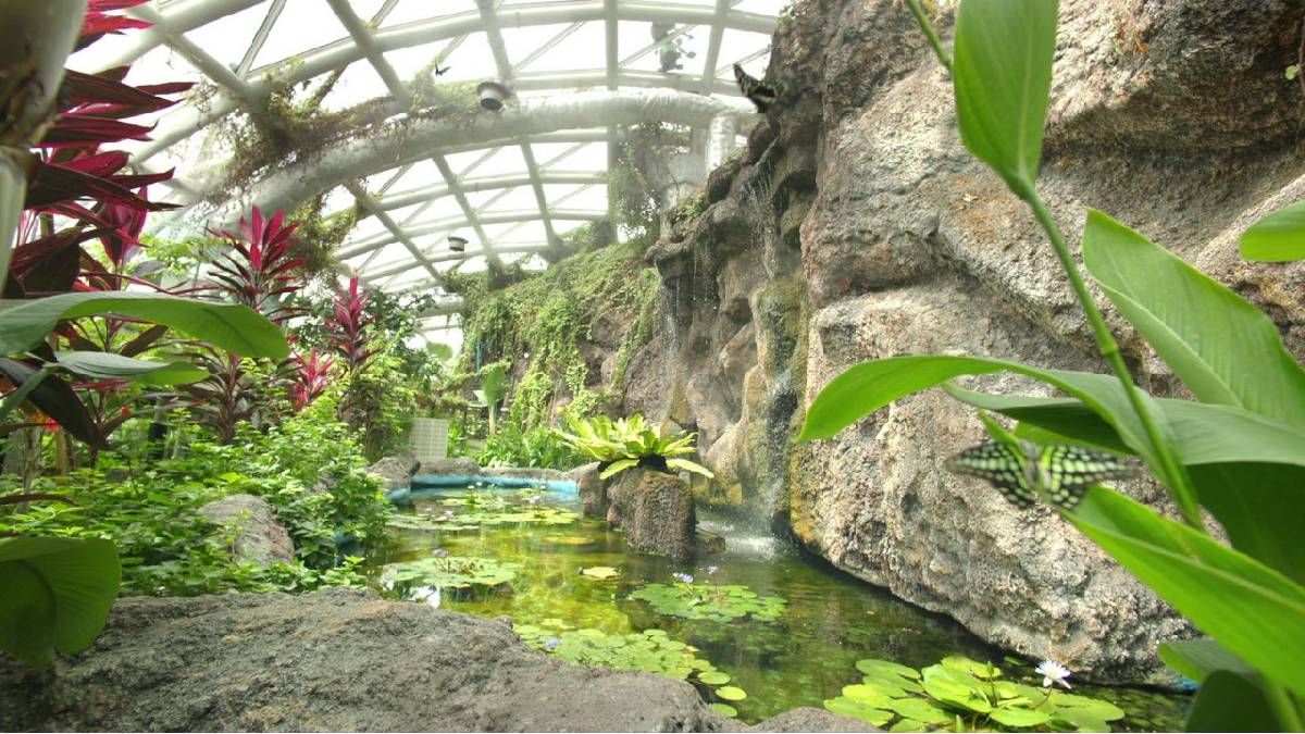 Türkiye’nin ilk kelebek bahçesi! Filipinler, Kenya, Kosta Rica… 45 farklı çeşit kelebeği görmek için binlerce kişi akın akın gel