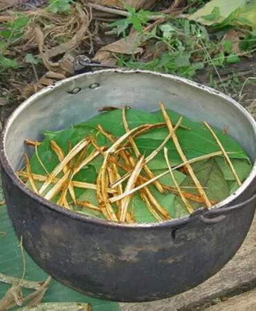 Ayahuasca çayı nedir, içeriğinde neler var? Ayahuasca çayı Türkiye’de legal mi, yasak mı?