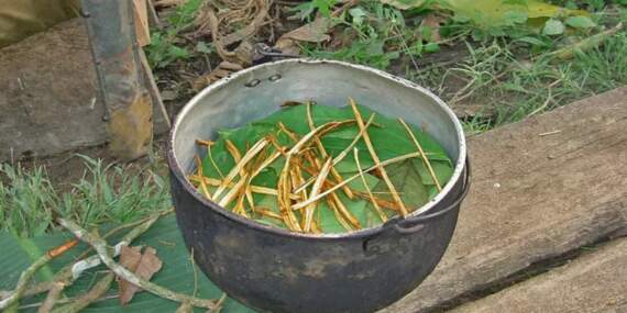 Ayahuasca çayı nedir, içeriğinde neler var? Ayahuasca çayı Türkiye’de legal mi, yasak mı?