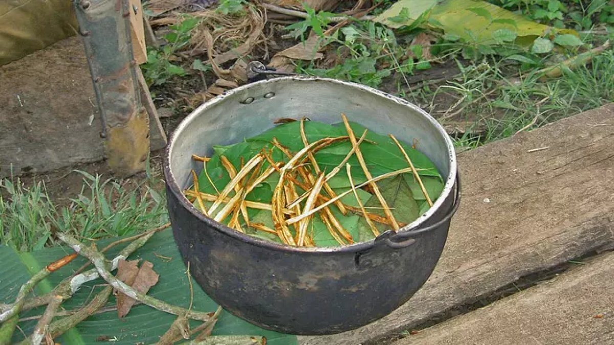 Ayahuasca çayı nedir, içeriğinde neler var? Ayahuasca çayı Türkiye’de legal mi, yasak mı?
