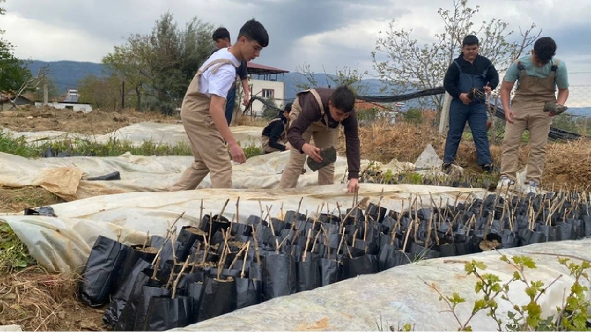 Yok olmaya yüz tutmuştu: Liseliler 5 bin adet yetiştirdi, eğitime de tarıma da katkı sağlandı