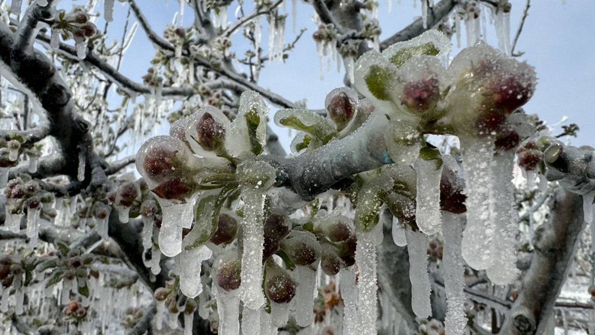 Ankara Valiliği’nden ‘zirai don’ uyarısı