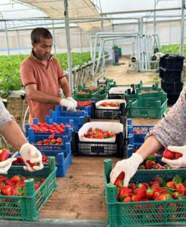 Almanya’da öğrendi, Türkiye’de üretti! Avrupa ve Asya’ya kilo kilo satıyor, yüksek kaliteli ürün üretiyor