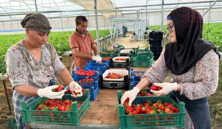 Almanya’da öğrendi, Türkiye’de üretti! Avrupa ve Asya’ya kilo kilo satıyor, yüksek kaliteli ürün üretiyor