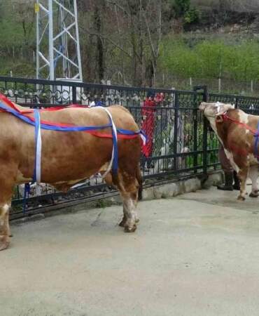 Kiloları 1 tonun üzerinde: Bu tosunları alana umre hediye!
