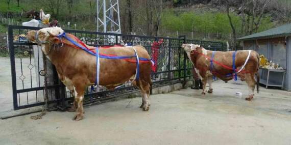 Kiloları 1 tonun üzerinde: Bu tosunları alana umre hediye!