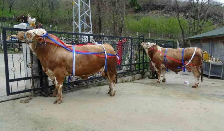 Kiloları 1 tonun üzerinde: Bu tosunları alana umre hediye!