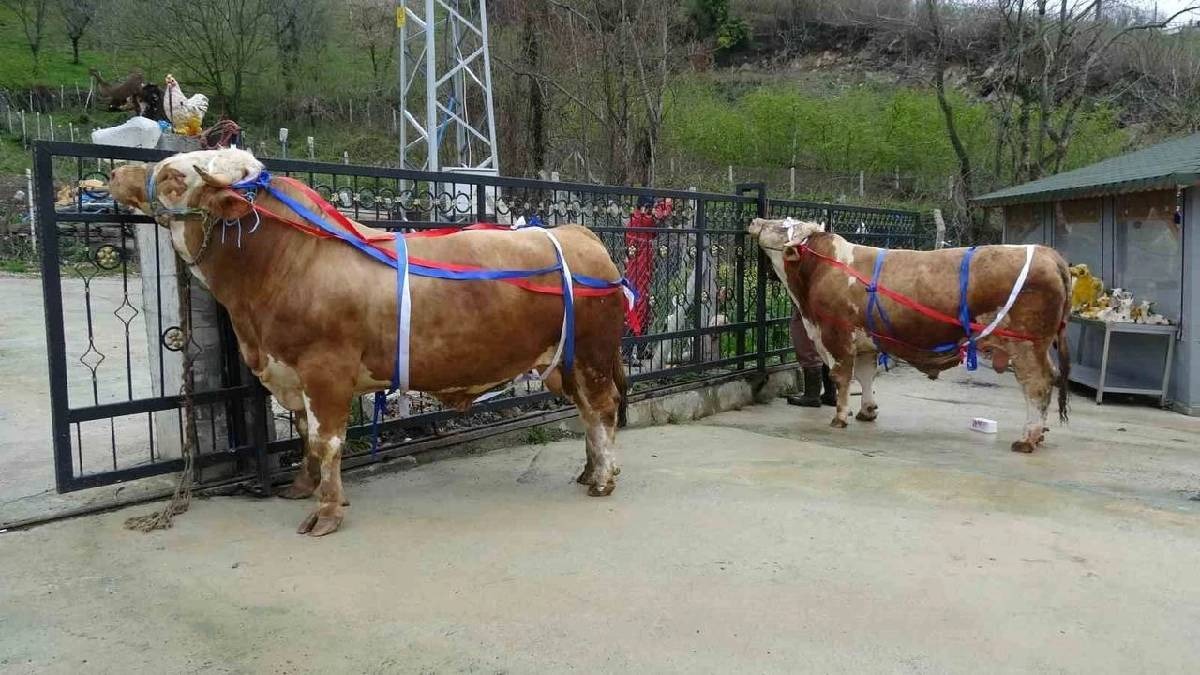 Kiloları 1 tonun üzerinde: Bu tosunları alana umre hediye!